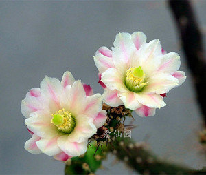 鹿角梅 仙人牡丹 虎梨团扇仙人掌科仙人球多肉植物珊瑚树 包邮