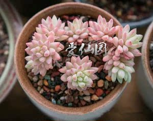 树冰 塔洛克 奥普琳娜 多肉植物 阳台多肉组合盆栽满额包邮