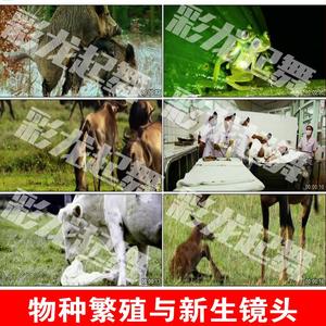 实拍生物种交配繁殖与新生镜头动物出生画面婴儿出生镜头视频素材
