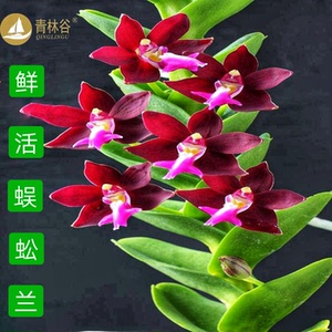 蜈蚣石斛兰花原生品附生兰花卉 盆景雨林缸造景观赏药用