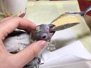 鹦鹉奶粉 姚鸿明制作 250克装 大中型鹦鹉折衷亚历灰鹦鹉太阳专用