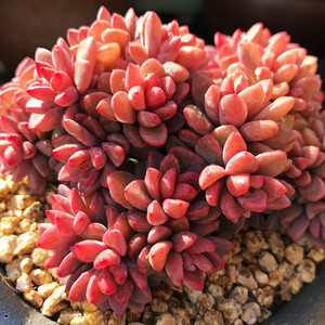 新品多肉 紫心 多头群生 颜色紫红色非常漂亮 肉肉阳台点缀盆栽