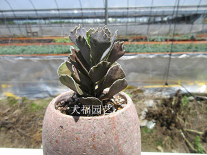 雀扇海豹赤兔梅花鹿水泡多肉植物组合套餐满包邮精品超大老桩5人付款