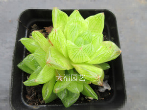 多肉植物 京之华玉露  办公室防辐射净化空气创意绿植盆栽