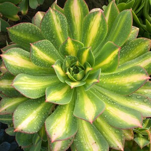 【发师老桩】发师老桩品牌,价格 - 阿里巴巴