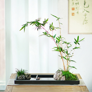 中式枯山水红竹盆景水养苔藓微景观室内桌面米竹办公室老板桌盆栽