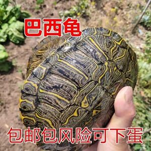 特大巴西龟乌龟大龟超大下蛋乌龟招财镇宅巴西红耳龟观赏繁殖种龟