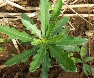 000人付款天猫小蓟500g克包邮 小计猫蓟 青刺蓟 刺蓟菜 刺角菜 非野生