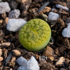 生石花 绿富贵x绿光阳 f1 2年 一物一拍 八宝园艺