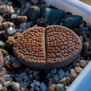 生石花 脑纹富贵玉 一物一拍 八宝园艺 多肉植物 石生花