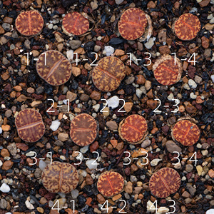 生石花 黄金柘榴玉 1557.6 一物一拍 八宝园艺