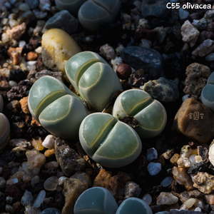 生石花 c55 橄榄玉 3年 一物一拍 八宝园艺