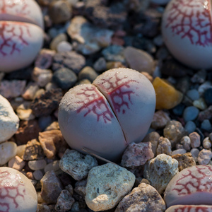 生石花 1482.5 红网纹灵耀玉 凌耀玉 2年 一物一拍 八宝园艺