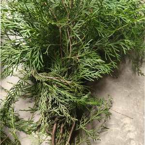 500人付款淘宝新品柏树枝柏树叶熏肉香肠松柏叶柏丫熏腊肉的材料柏枝