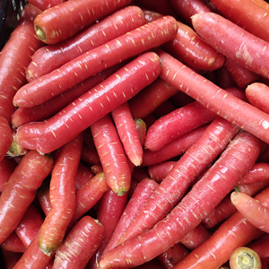 四川红胡萝卜