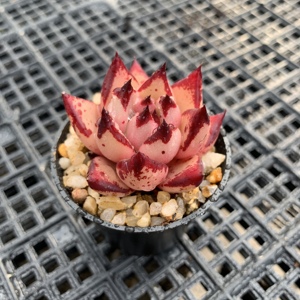 新手好养精品精控韩货贵货库苏血斑粉乌木血罗单头状态多肉植物