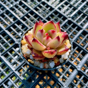 精品控养韩货贵货新手好养单头萌物皮蛋花卉组合盆栽好养多肉植物