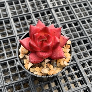 韩货贵货精品精控养红艳卡宴罗宾sp杂交新品多肉植物新手组合好养