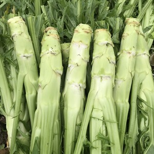 622人付款天猫四川麻辣菱角菜青菜头香脆宜宾大头菜丝