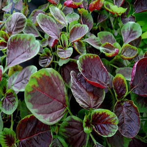 红苋菜新鲜农家