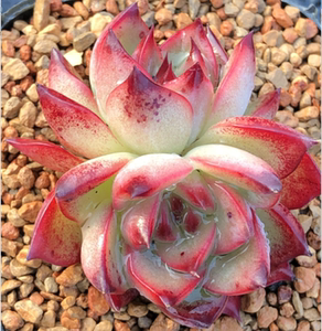 「篝火」多肉叶片叶插贵货稀有韩国进口基因控养正版叶子