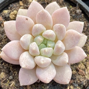 「白月光多肉叶片」贵货叶插稀有韩国新品进口基因控养正版孤品