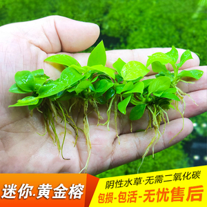 鱼缸造景迷你黄金小水榕水草阴性活体淡水植物懒人前绑沉木杜鹃根