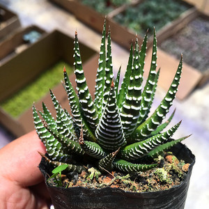 十二卷多肉超大