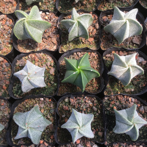 梨子园艺 五角银沙鸾凤开花玉仙人球实生 硫璃鸾凤玉多肉植物绿植