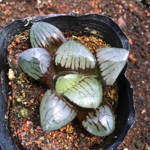 梨子园艺 稀有多肉植物日月潭寿 透亮奇特盆栽 阴生十二卷属绿植