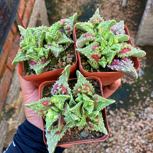 稀有品种 红怒涛狂澜带瘤子开花多肉植物办公室内防辐射盆栽绿植