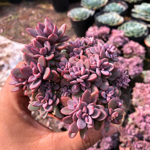 紫心多肉植物包邮
