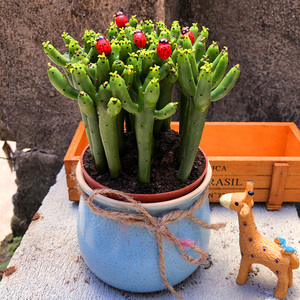 原盆原土光棍树招财多肉植物办公室桌面防辐射绿植喜阴盆栽花卉