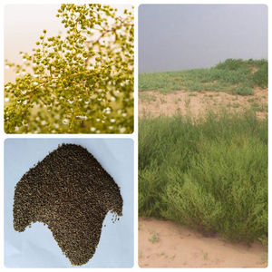 牧草种子沙嵩种子固沙荒漠防风固土沙林水土干旱护坡灌木