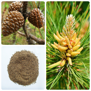 黑松雪松白皮松湿地松马尾松华山松五针松罗汉松种子月光林地园林