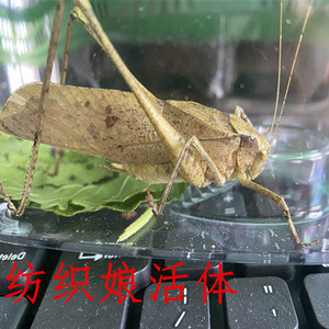 昆虫是益虫有哪些有什么益处_人外春漫昆虫娘_纺织娘是什么昆虫