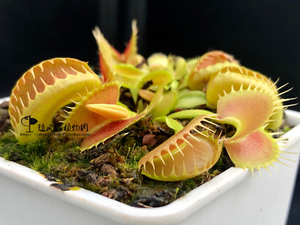 血腥护士捕蝇草-高端异形奸笑系列d.muscipula bloody nurse带盆