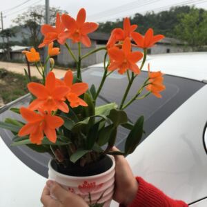 卡特兰 金满意(金如意) 洋兰盆栽 好养易活 包邮