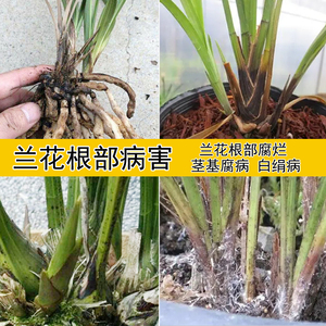 噁恶霉灵兰花杀菌剂兰草治烂根防烂根专用枯萎根腐立枯茎腐软腐病