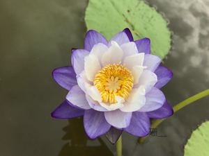 澳洲紫白热带睡莲包对版