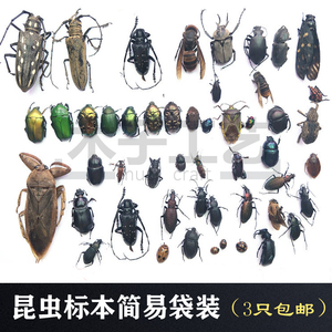 昆虫蝴蝶标本真虫动物自选锹甲虫教学教育拍照道具原虫 3只包邮