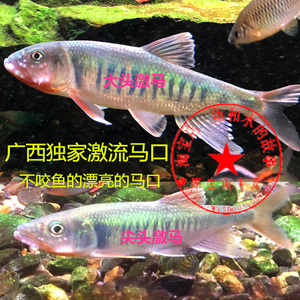 原生鱼 广西激流马口 马口鱼 桃花鱼 溪流鱼 冷水鱼 大头,尖头激
