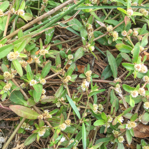 节节花野生新鲜莲子草虾钳菜白花仔节节花 水牛膝中药材500克包邮
