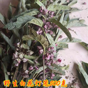 白花灯笼 正宗灯笼 新鲜采摘鬼灯笼草苦灯笼500克包邮土骨皮岗灯