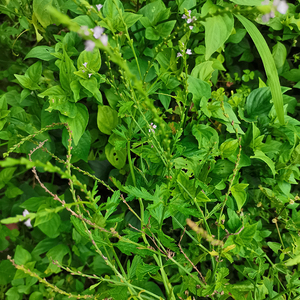 马鞭草潮汕龙芽草新鲜凤颈草正宗野荆芥中草药铁马鞭500g干品另售