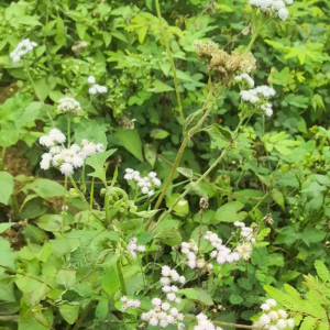 901人付款淘宝藿香蓟野生白花臭草现采摘新鲜胜红蓟中