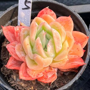 落樱多肉 原始蓝色惊喜杂植物一物一拍宝哥多肉精品花卉盆栽植物