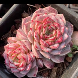 孔雀蓝多肉植物