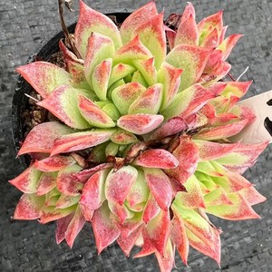 多肉植物红蔓莲