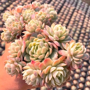 【紫月影多肉】紫月影多肉品牌,价格 - 阿里巴巴